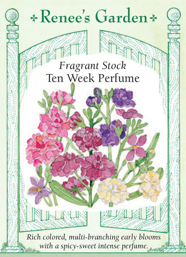 'Ten Week Perfume' Fragrant Stock | Renee's Garden Seeds