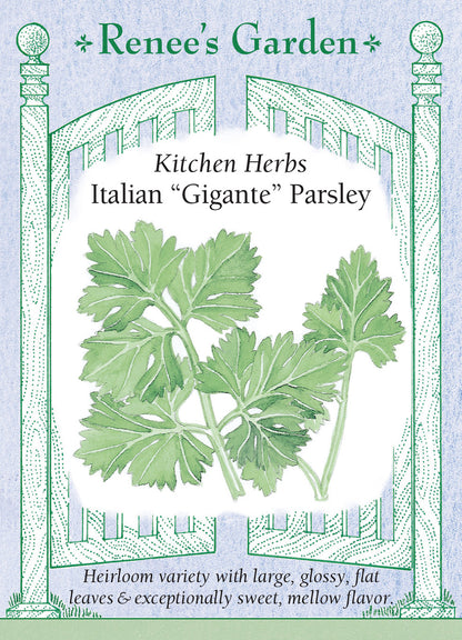 Italian “Gigante” Parsley