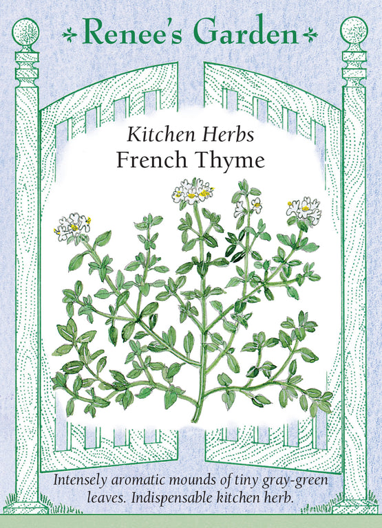 Thyme Varieties For Cooking • Ciao Florentina