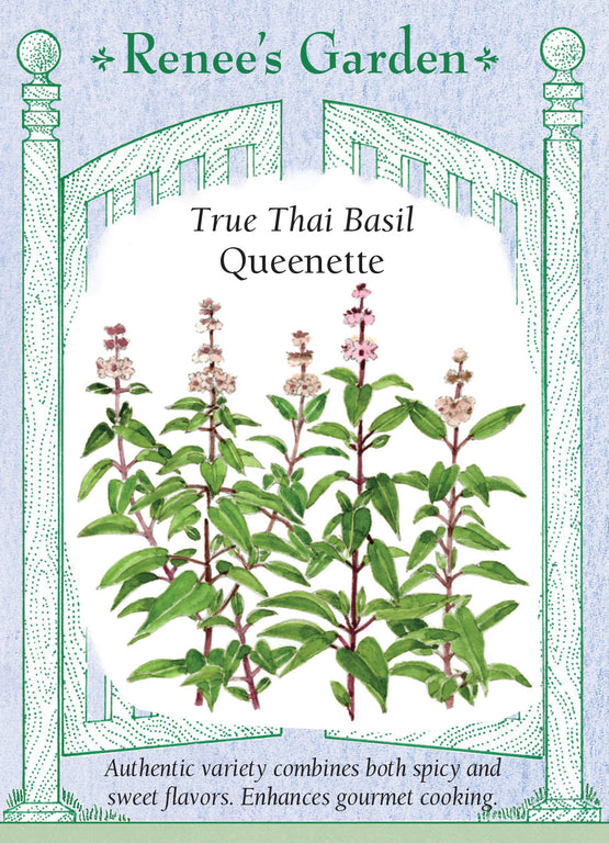 Queenette True Thai Basil Renee s Garden Seeds