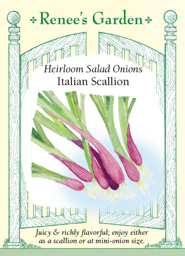 Italian Scallion