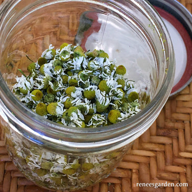 Bodegold Chamomile