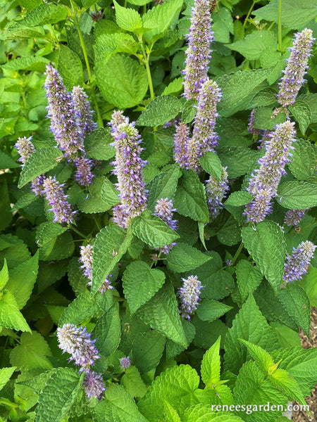 Root Beer Hyssop