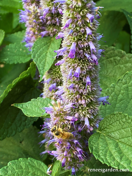 Root Beer Hyssop