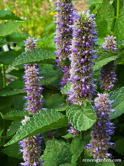 Root Beer Hyssop