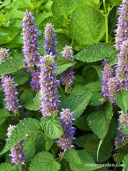 Root Beer Hyssop