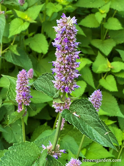 Root Beer Hyssop