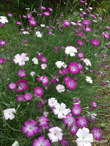 Purple Queen and Pink Contessa