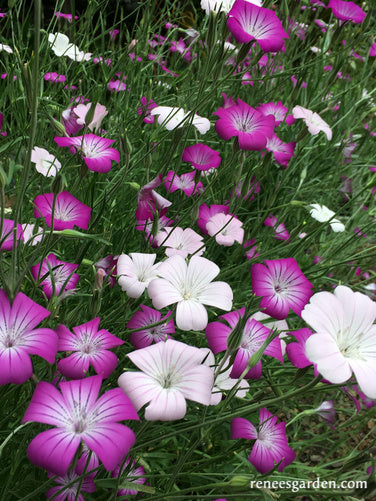 Purple Queen and Pink Contessa