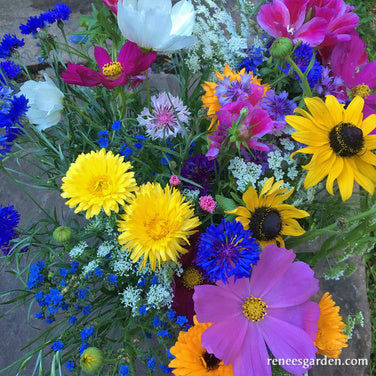 Early Blooming Beekeeper's Mix