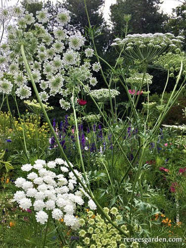 White Bishop's Lace