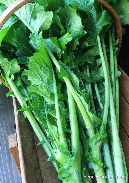 Early Rapini