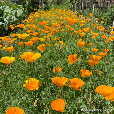 California Native Orange Poppies