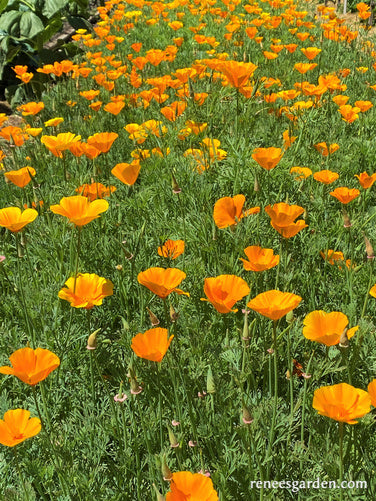 California Native Orange Poppies