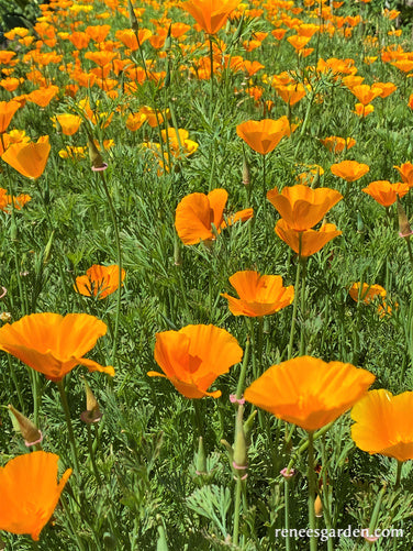 California Native Orange Poppies