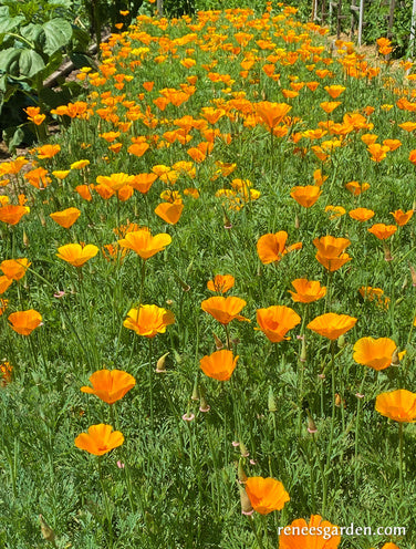 California Native Orange Poppies