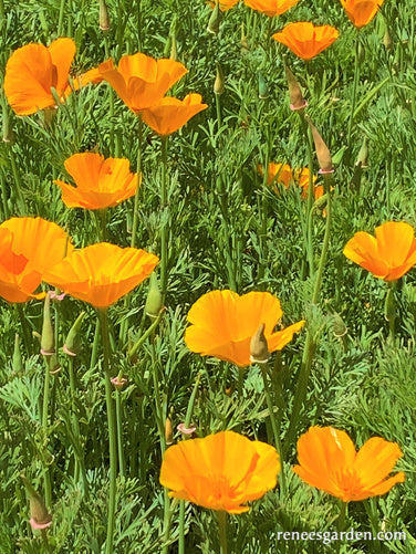 California Native Orange Poppies