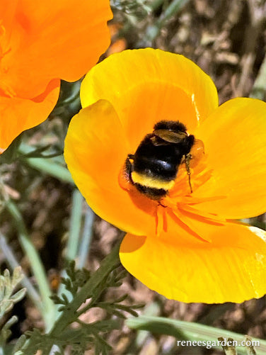 California Native Orange Poppies