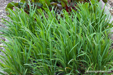 Garlic Chives