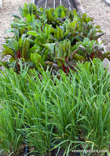 Garlic Chives