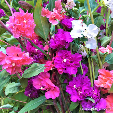 Mountain Garland Clarkia