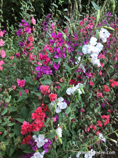 Mountain Garland Clarkia