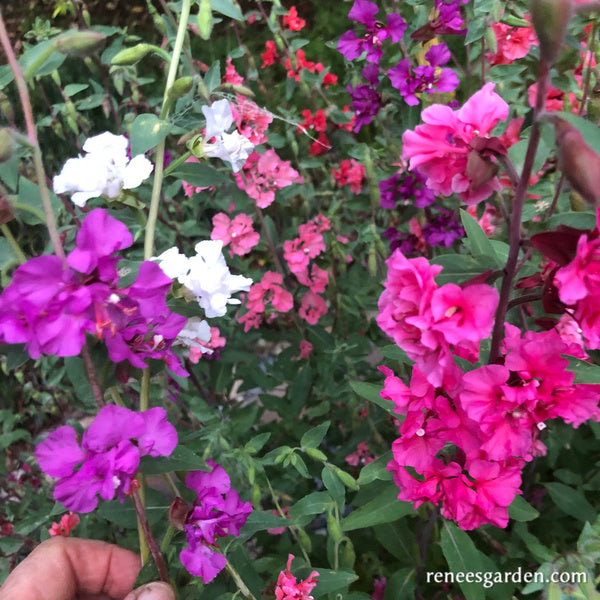 Mountain Garland Clarkia