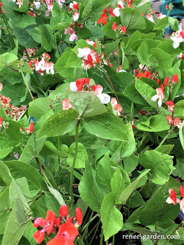 Hestia Dwarf Runner Beans