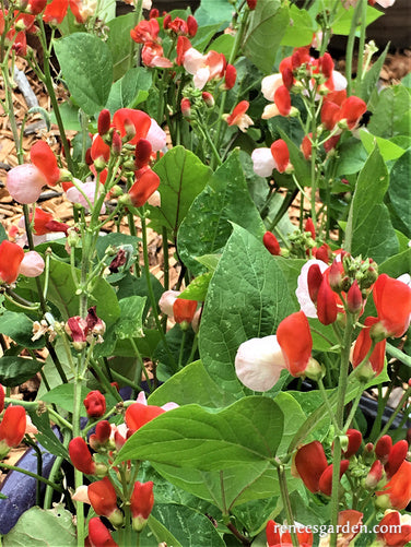 Hestia Dwarf Runner Beans