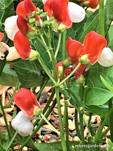 Hestia Dwarf Runner Beans