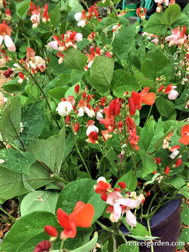 Hestia Dwarf Runner Beans