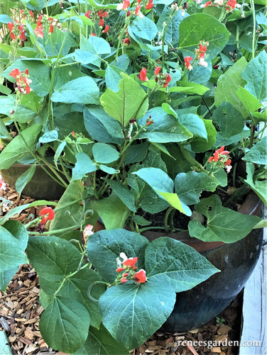 Hestia Dwarf Runner Beans