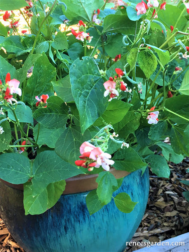 Hestia Dwarf Runner Beans