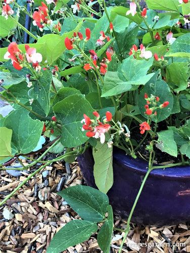 Hestia Dwarf Runner Beans