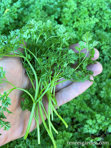 French Chervil