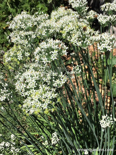 Garlic Chives