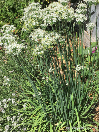 Garlic Chives