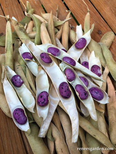 Hestia Dwarf Runner Beans