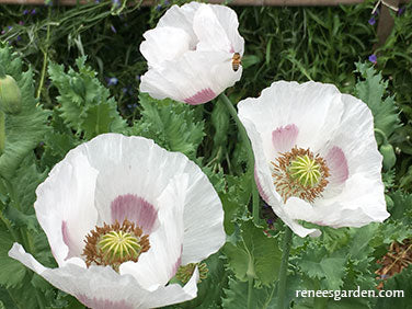 Hungarian Breadseed Poppy