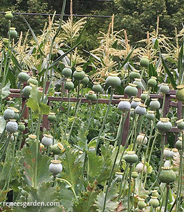 Hungarian Breadseed Poppy