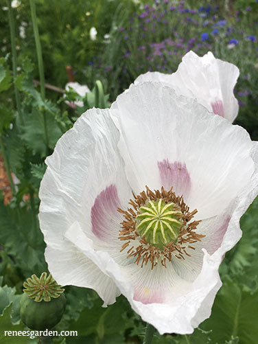 Hungarian Breadseed Poppy