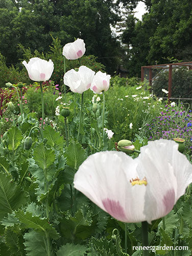 Hungarian Breadseed Poppy