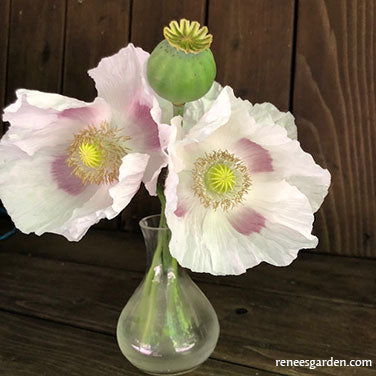 Hungarian Breadseed Poppy