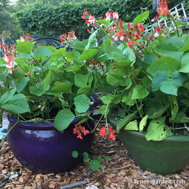 Hestia Dwarf Runner Beans