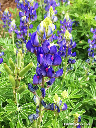 Texas Bluebonnets