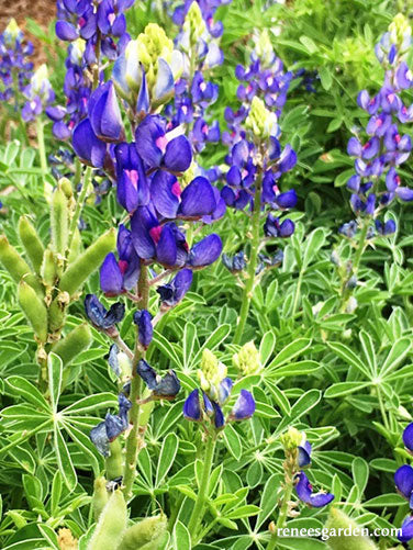 Texas Bluebonnets