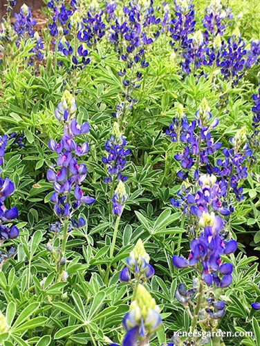 Texas Bluebonnets