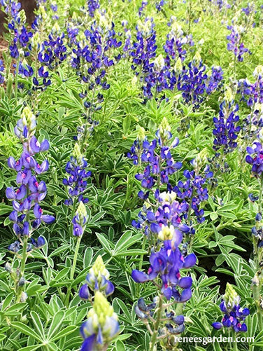 Texas Bluebonnets