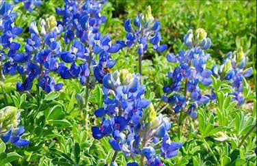 Texas Bluebonnets