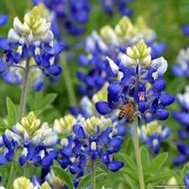 Texas Bluebonnets